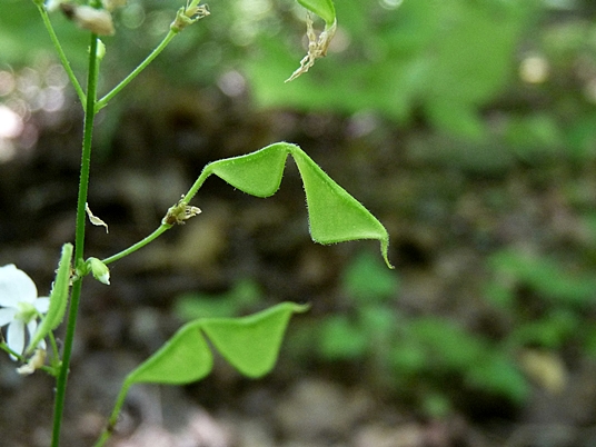 {Desmodium pauciflorum}